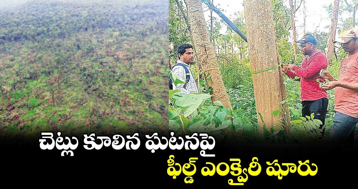 చెట్లు కూలిన ఘటనపై ఫీల్డ్‌‌ ఎంక్వైరీ షూరు