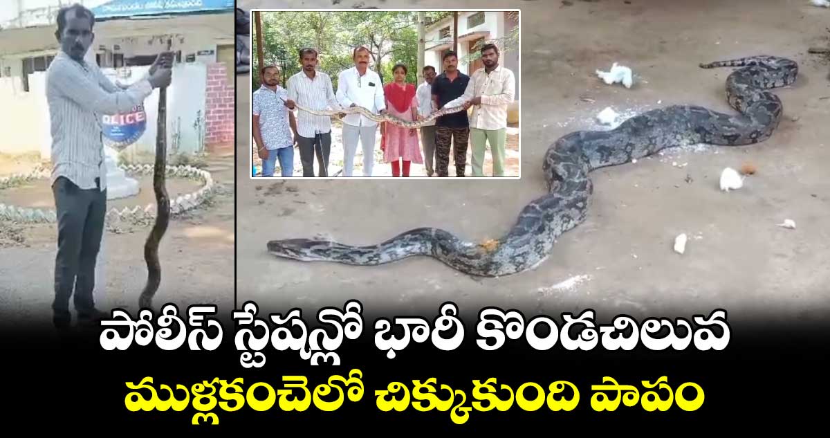 పోలీస్ స్టేషన్లో భారీ కొండచిలువ.. ముళ్లకంచెలో చిక్కుకుంది పాపం..