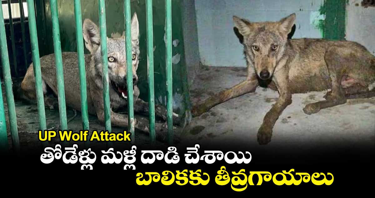 UP Wolf Attack : తోడేళ్లు మళ్లీ దాడి చేశాయి.. బాలికకు తీవ్రగాయాలు  