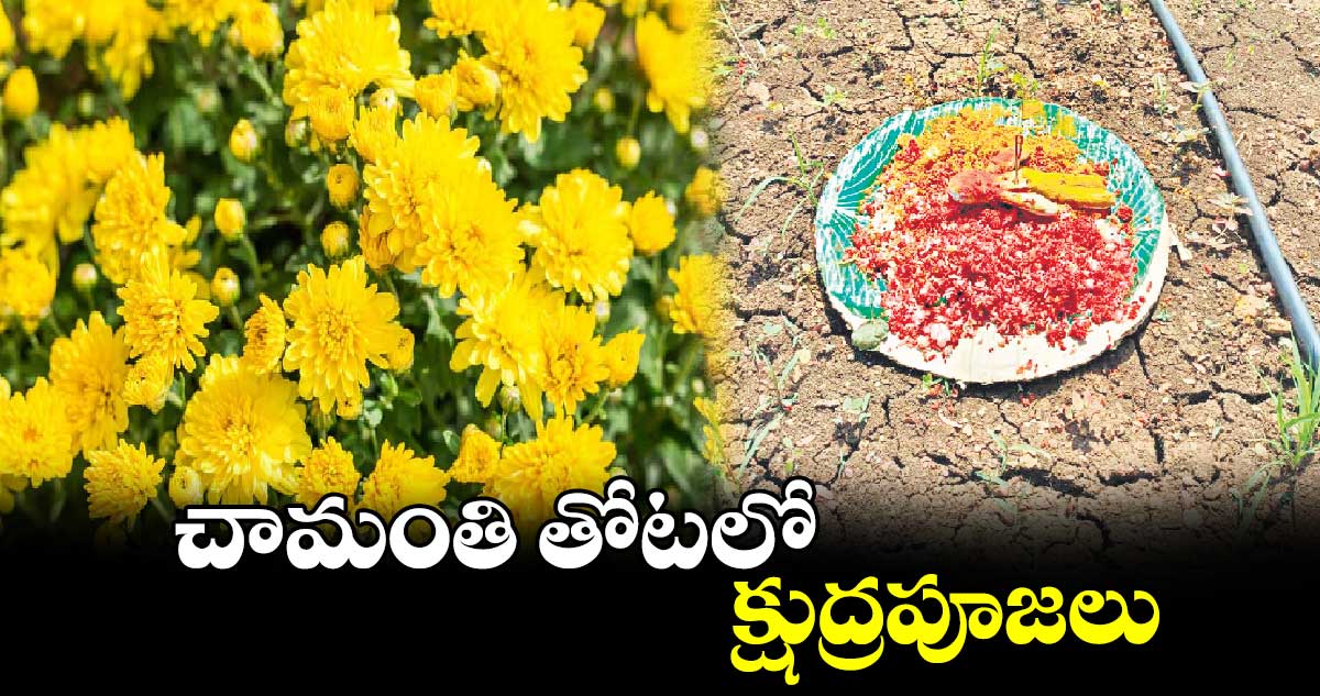 చామంతి తోటలో క్షుద్రపూజలు