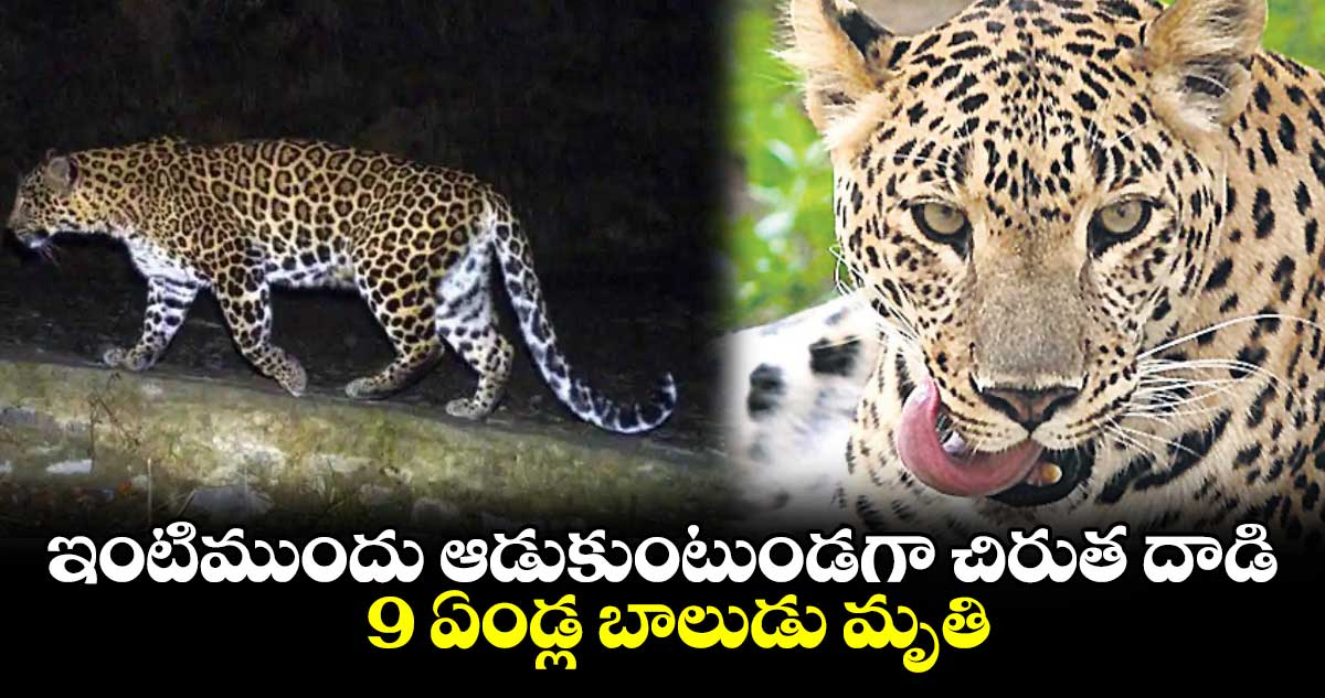 ఇంటిముందు ఆడుకుంటుండగా చిరుత దాడి..9 ఏండ్ల బాలుడు మృతి