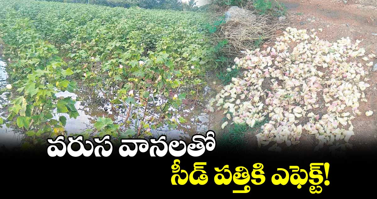 వరుస వానలతో  సీడ్ పత్తికి ఎఫెక్ట్!