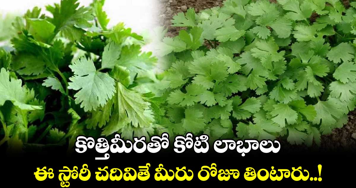 Good Food : కొత్తిమీరతో కోటి లాభాలు.. ఈ స్టోరీ చదివితే మీరు రోజూ తింటారు..!