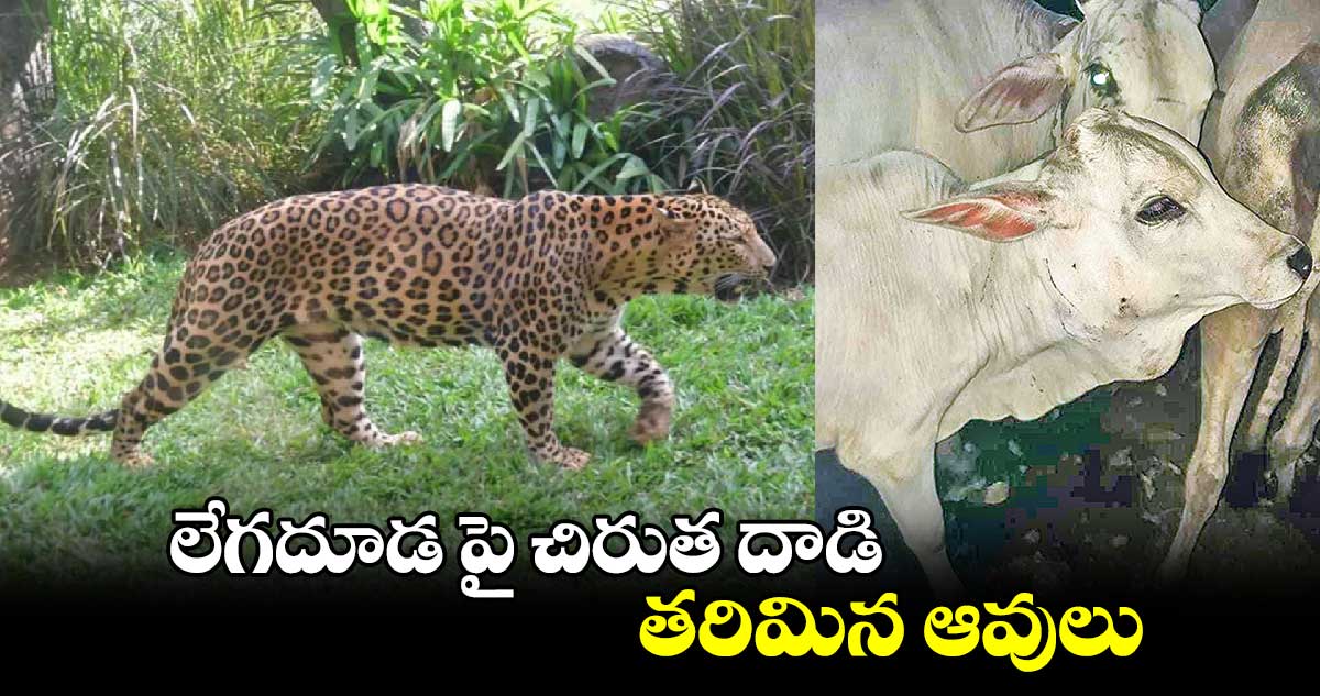 లేగదూడ పై చిరుత దాడి..తరిమిన ఆవులు