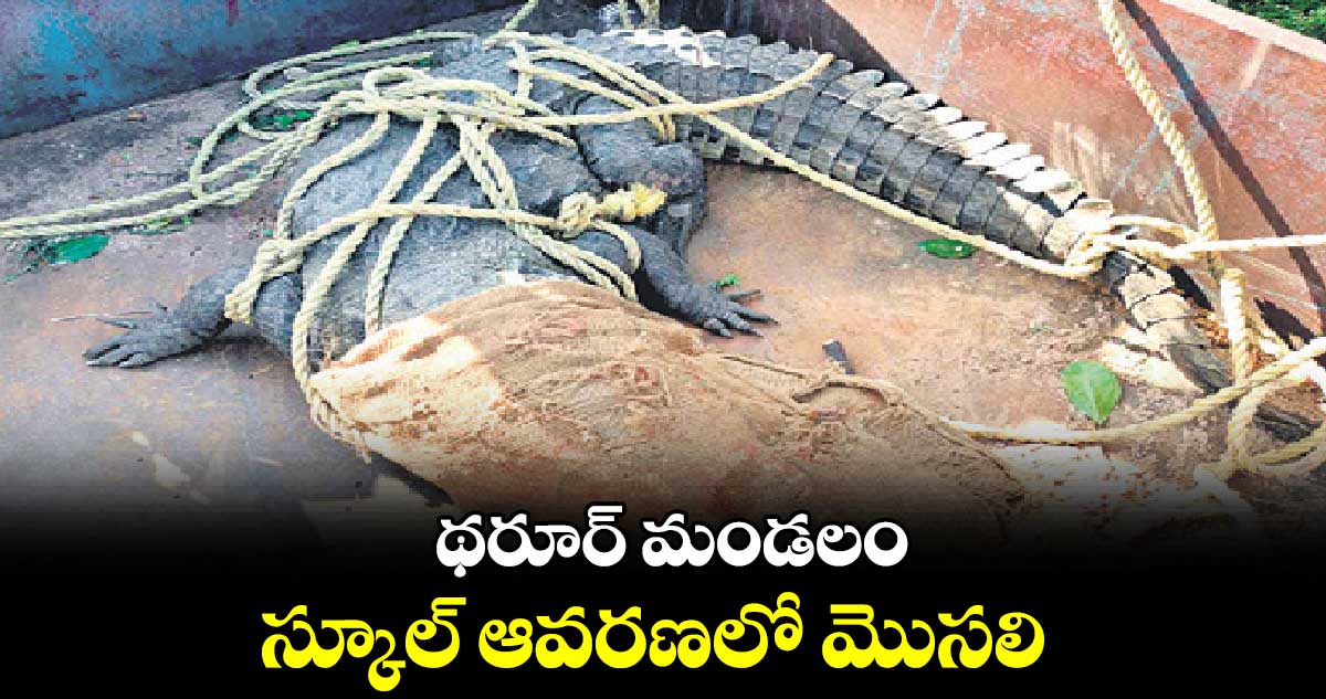 థరూర్ మండలం స్కూల్​ ఆవరణలో మొసలి 