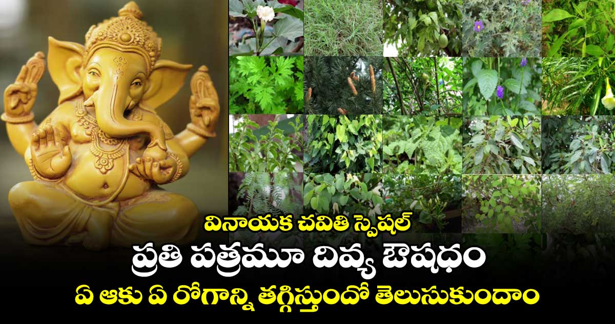 వినాయక చవితి స్పెషల్ : ప్రతి పత్రమూ దివ్య ఔషధం.. ఏ ఆకు ఏ రోగాన్ని తగ్గిస్తుందో తెలుసుకుందాం..