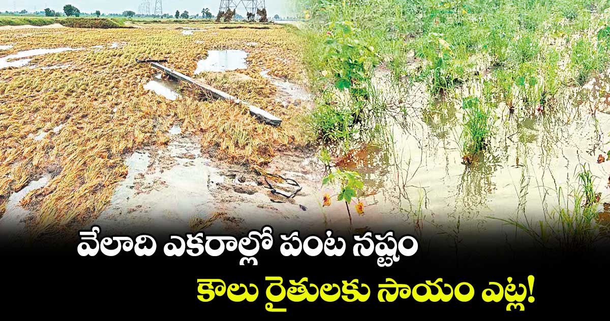 వేలాది ఎకరాల్లో పంట నష్టం.. కౌలు రైతులకు సాయం ఎట్ల!
