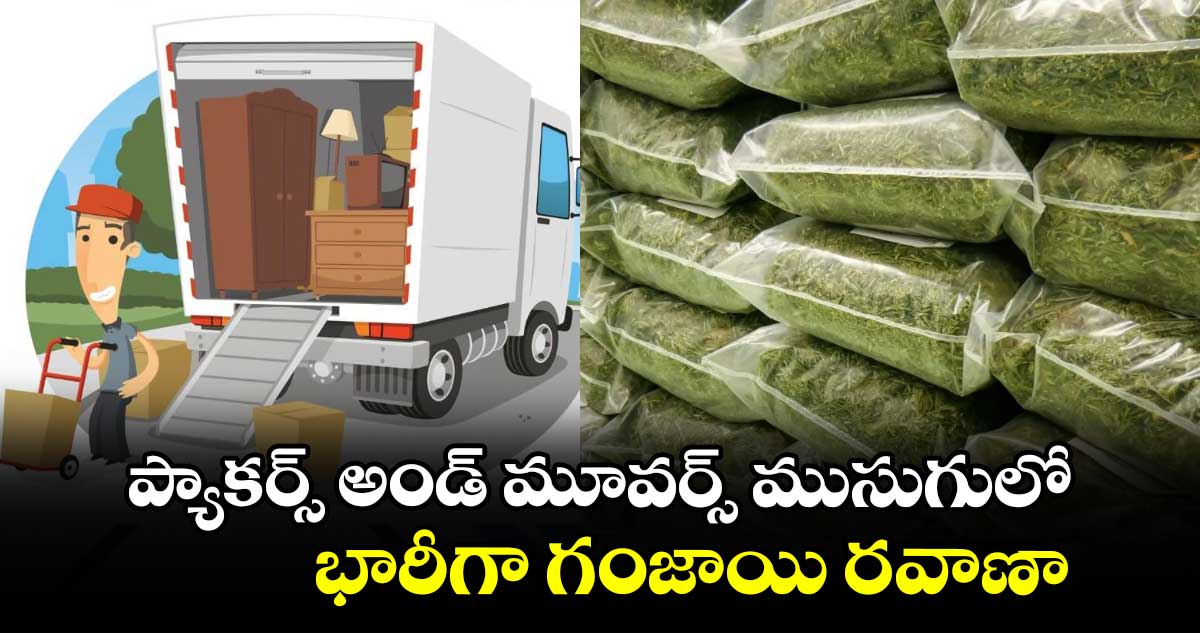 ప్యాకర్స్ అండ్ మూవర్స్ ముసుగులో భారీగా గంజాయి రవాణా... 