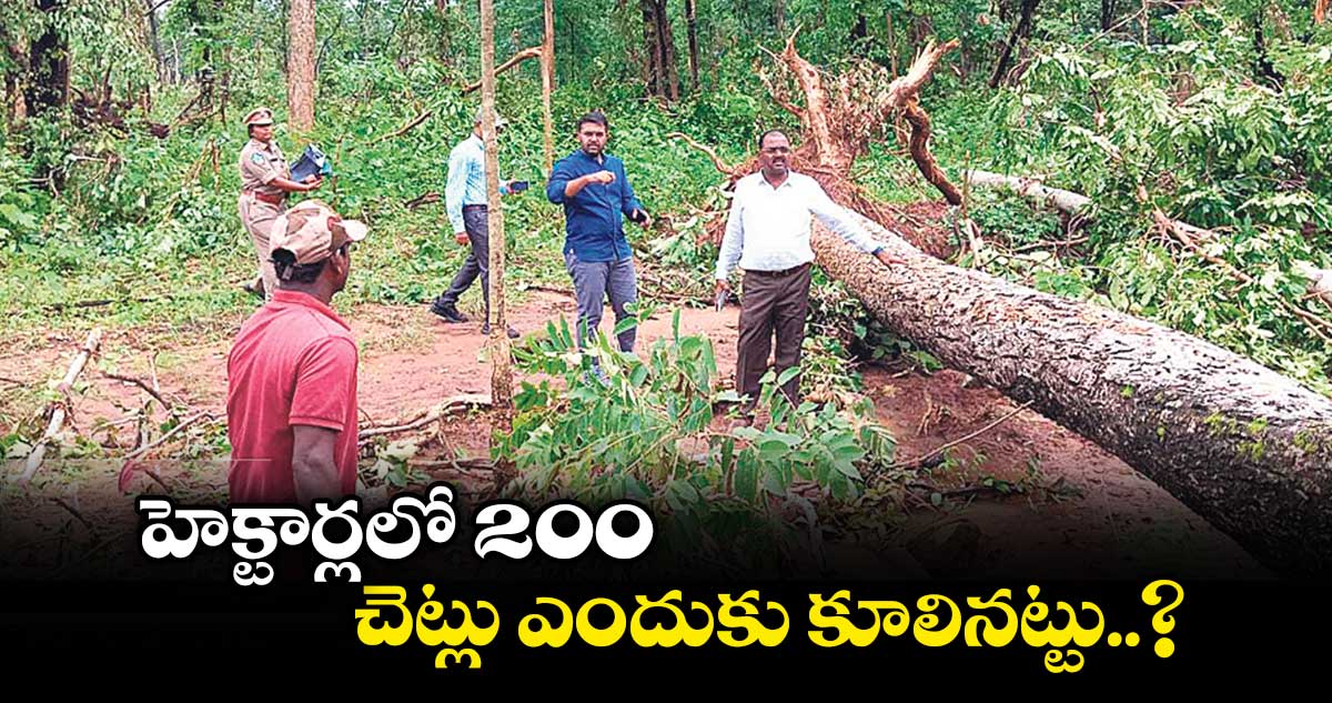 200 హెక్టార్లలో చెట్లు ఎందుకు కూలినట్టు..?