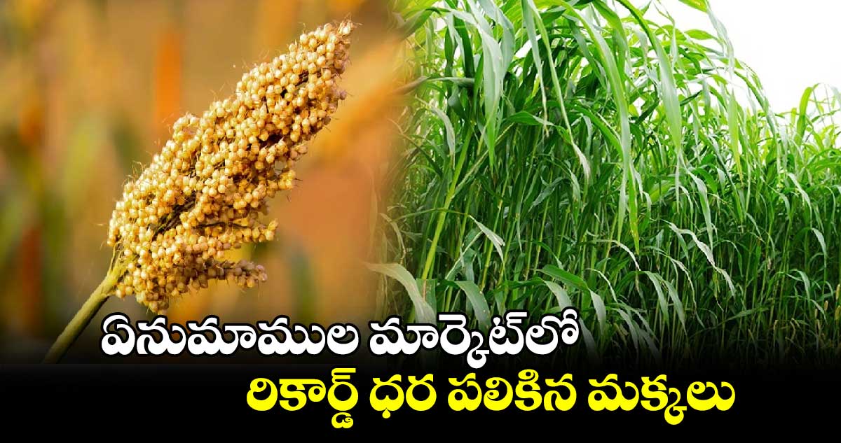 ఏనుమాముల మార్కెట్‏లో రికార్డ్ ధర పలికిన మక్కలు