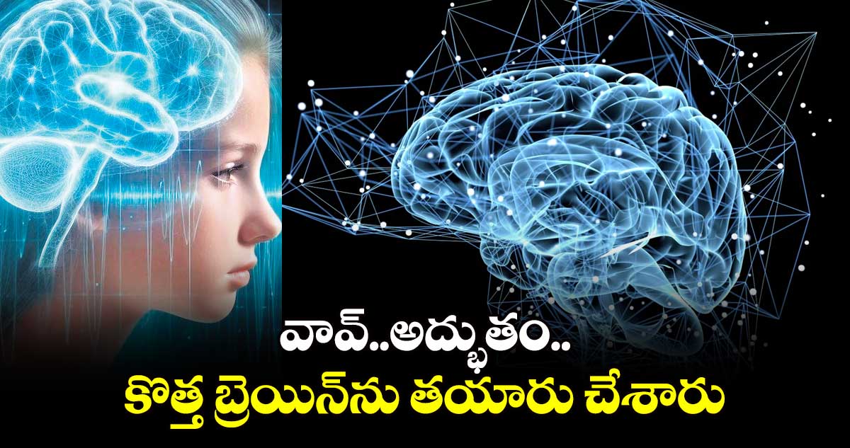 వావ్​.. అద్భుతం.. కొత్త బ్రెయిన్⁬ను తయారు చేశారు..