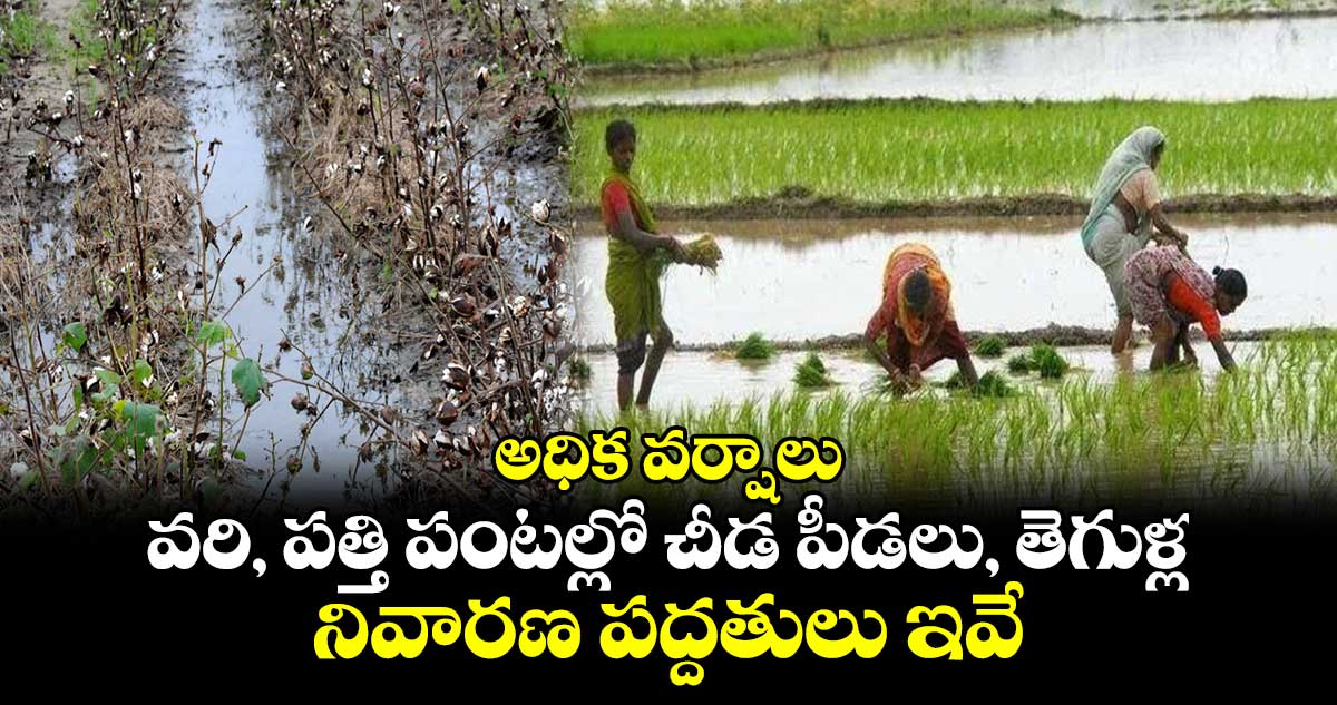 అధిక వర్షాలు.. వరి, పత్తి పంటల్లో చీడ పీడలు, తెగుళ్ల నివారణ పద్దతులు ఇవే..