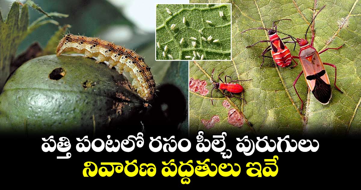 Cotton cultivation: పత్తి పంటలో రసం పీల్చే పురుగులు.. నివారణ పద్దతులు ఇవే..