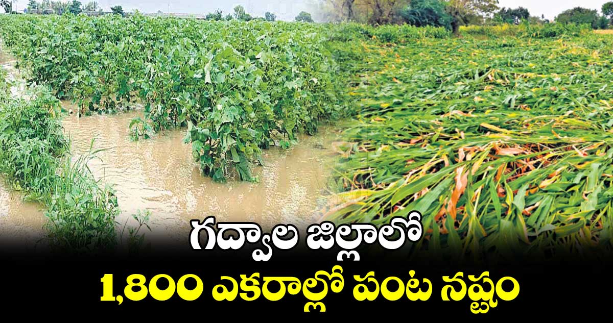 గద్వాల జిల్లాలో 1,800 ఎకరాల్లో పంట నష్టం