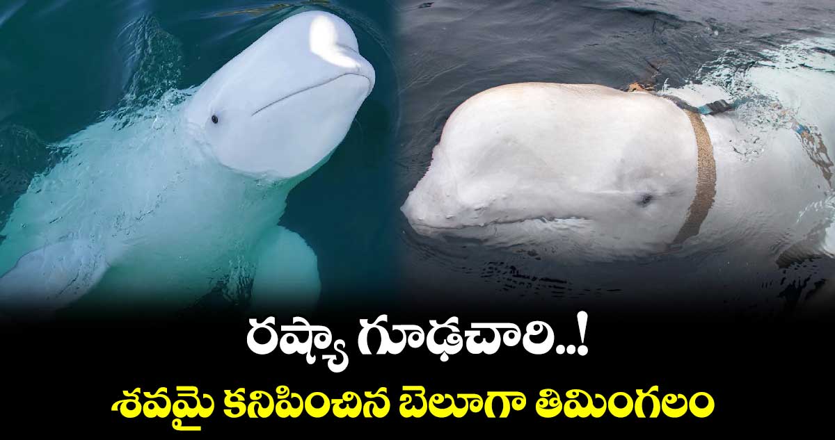 Beluga whale: రష్యా గూఢచారి..! శవమై కనిపించిన బెలూగా తిమింగలం