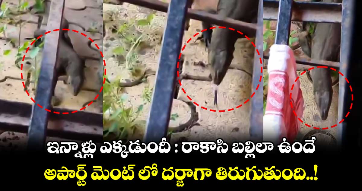 Viral Video: ఇన్నాళ్లు ఎక్కడుందీ : రాకాసి బల్లిలా ఉందే.. అపార్ట్ మెంట్ లో దర్జాగా తిరుగుతుంది..!