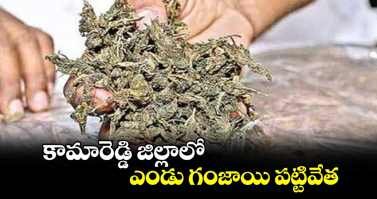 కామారెడ్డి జిల్లాలో ఎండు గంజాయి పట్టివేత