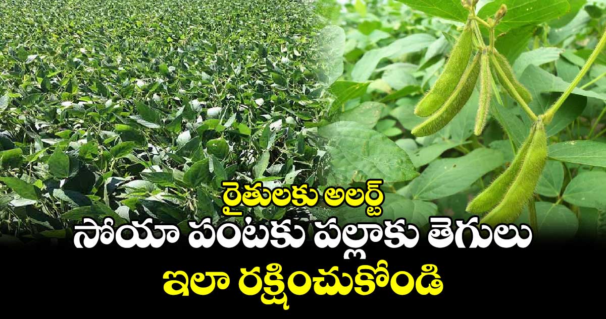 రైతులకు అలర్ట్: సోయా పంటకు పల్లాకు తెగులు.. ఇలా రక్షించుకోండి