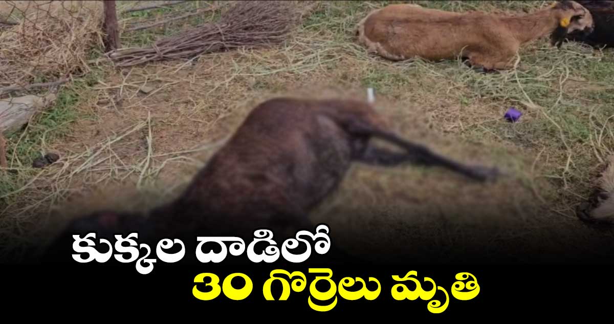 కుక్కల దాడిలో 30 గొర్రెలు మృతి..