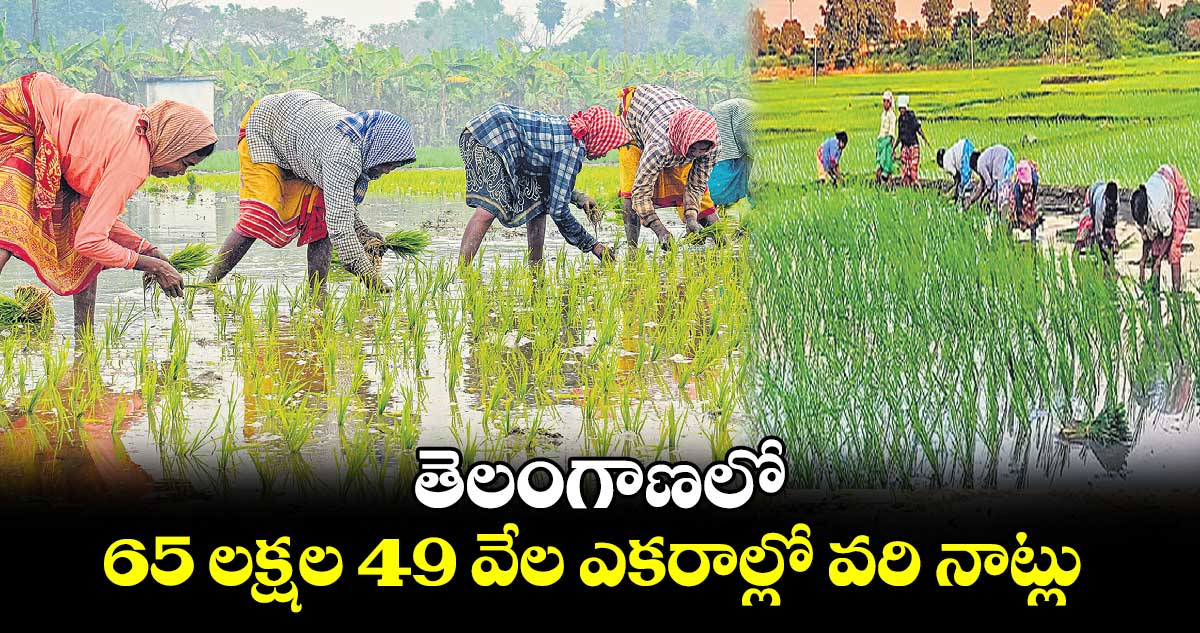 తెలంగాణలో 65 లక్షల 49 వేల ఎకరాల్లో వరి నాట్లు