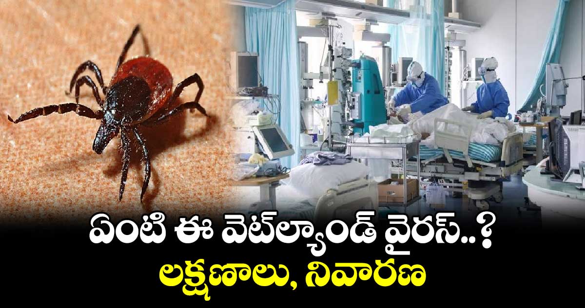 Wetland virus: ఏంటి ఈ వెట్‌ల్యాండ్ వైరస్..? లక్షణాలు, నివారణ 