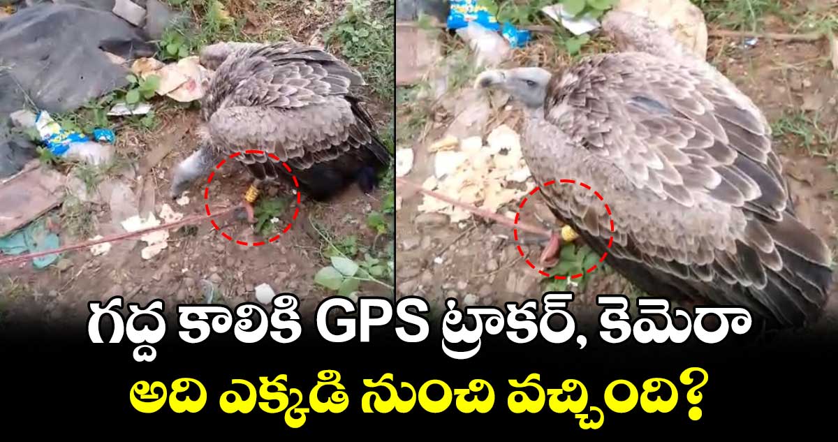 గద్ద కాలికి GPS ట్రాకర్, కెమెరా.. అది ఎక్కడి నుంచి వచ్చింది?