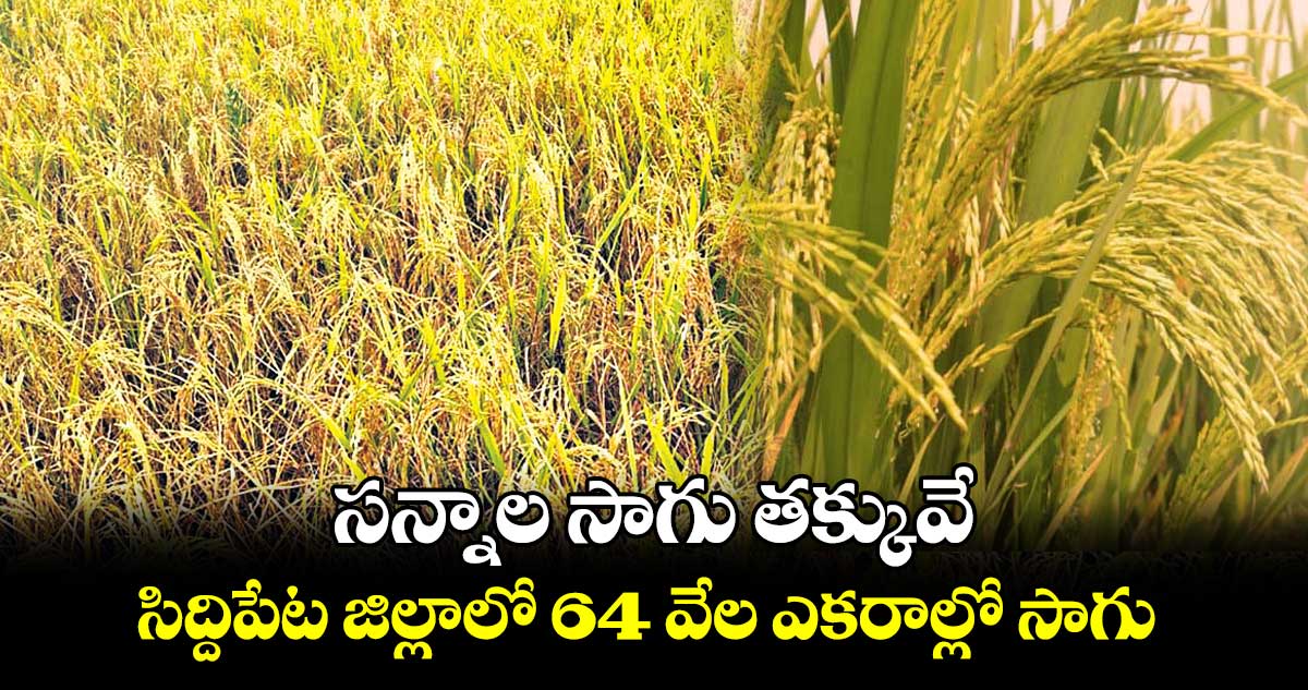 సన్నాల సాగు తక్కువే : సిద్దిపేట జిల్లాలో 64 వేల ఎకరాల్లో సాగు