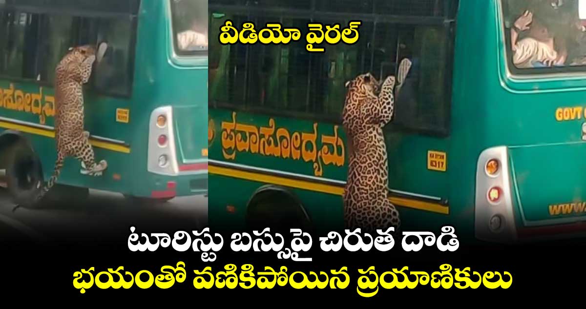 టూరిస్టు బస్సుపై చిరుత దాడి..భయంతో వణికిపోయిన ప్రయాణికులు..వీడియో వైరల్