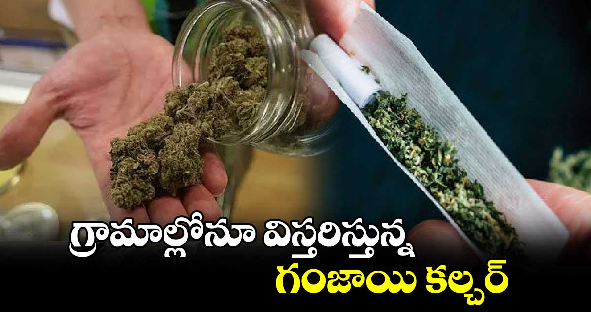 గ్రామాల్లోనూ విస్తరిస్తున్న గంజాయి కల్చర్ 