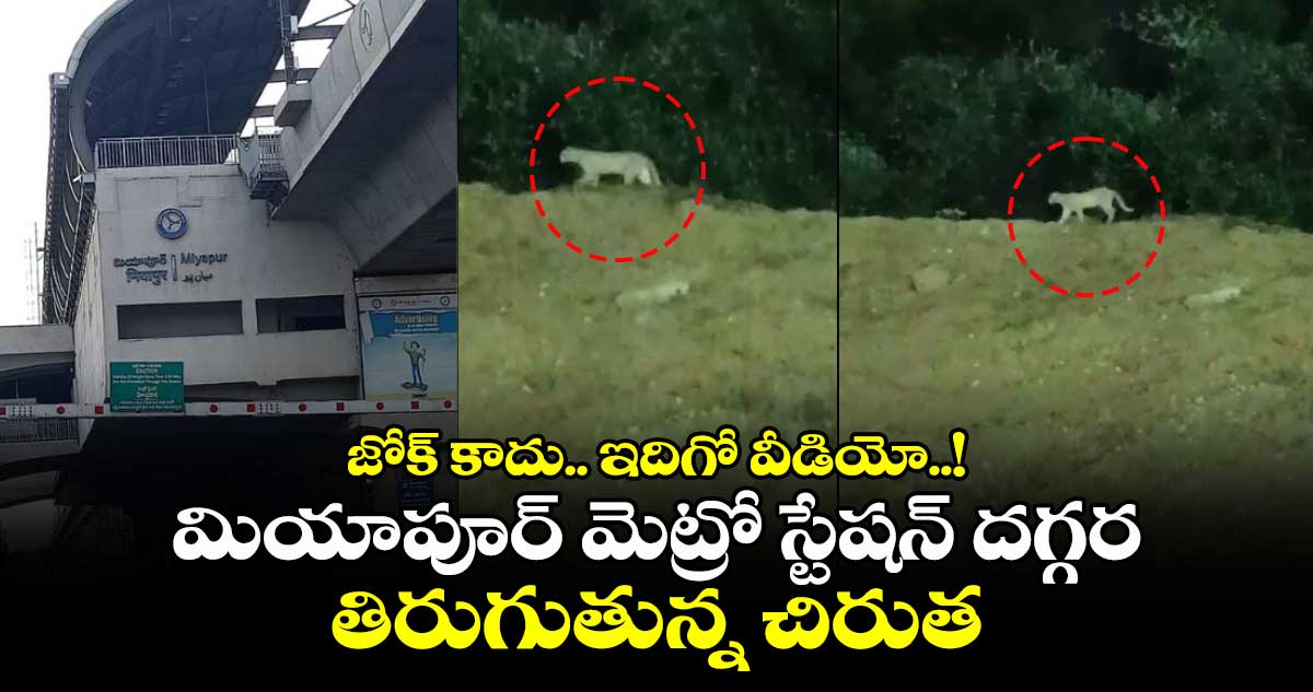 Hyderabad: మియాపూర్ మెట్రో స్టేషన్ దగ్గర తిరుగుతున్న చిరుత.. జోక్ కాదు.. ఇదిగో వీడియో..!