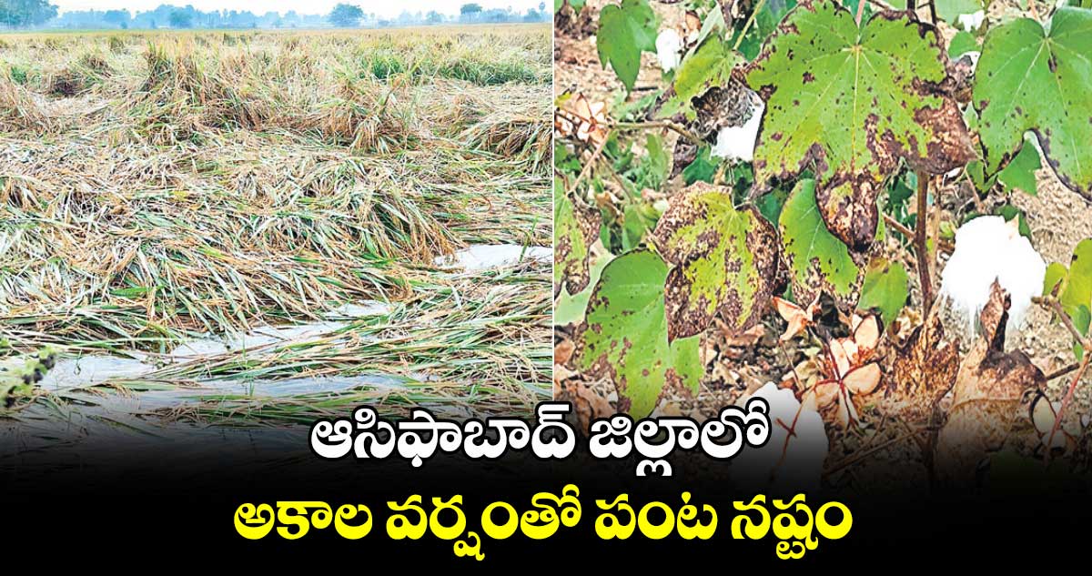 ఆసిఫాబాద్‌ జిల్లాలో అకాల వర్షంతో పంట నష్టం