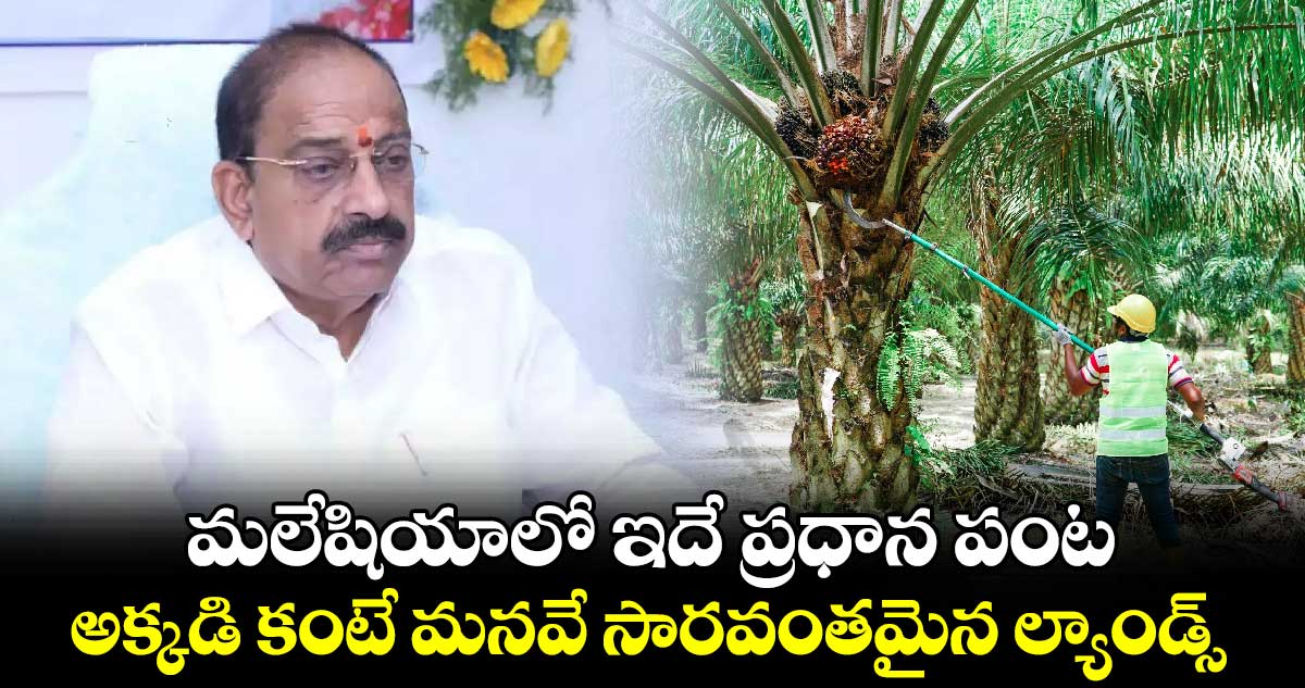 మలేషియాలో ఇదే ప్రధాన పంట.. అక్కడి కంటే మనవే సారవంతమైన ల్యాండ్స్ : మంత్రి తుమ్మల