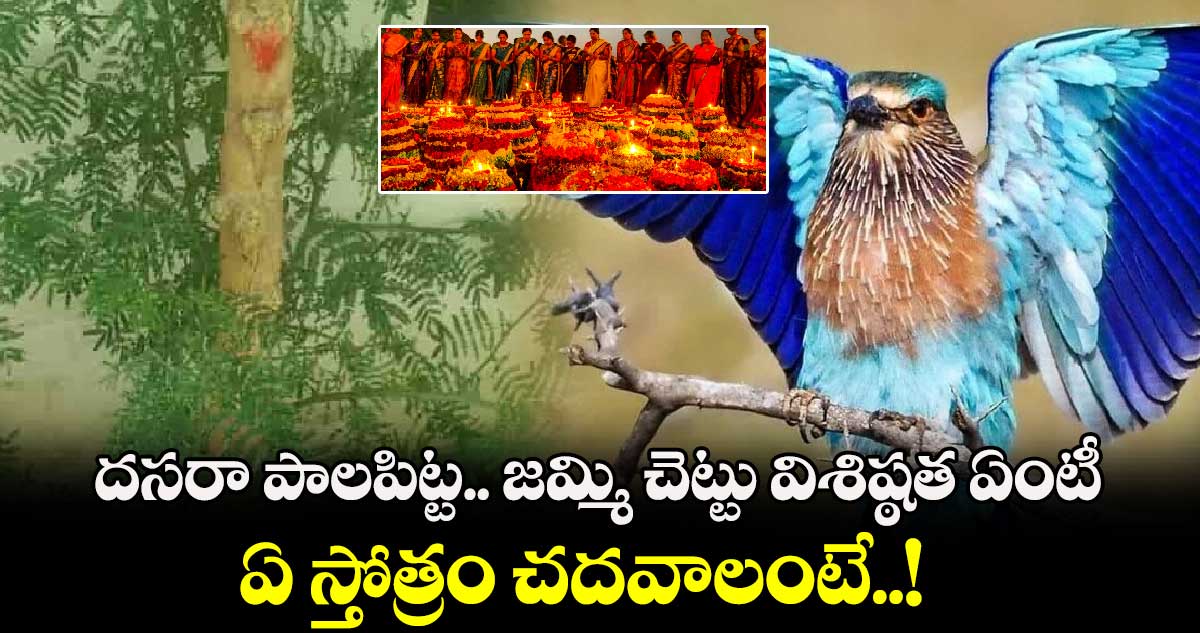 Dasara 2024:  దసరా పాలపిట్ట.. జమ్మి చెట్టు విశిష్ఠత ఏంటీ.. ఏ స్తోత్రం చదవాలంటే..!