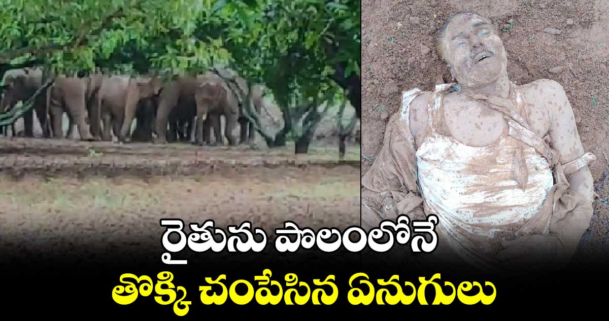 రైతును పొలంలోనే తొక్కి చంపేసిన ఏనుగులు