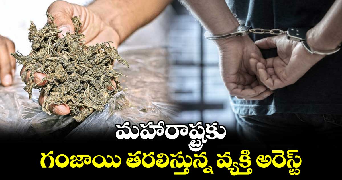 మహారాష్ట్రకు గంజాయి తరలిస్తున్న వ్యక్తి అరెస్ట్