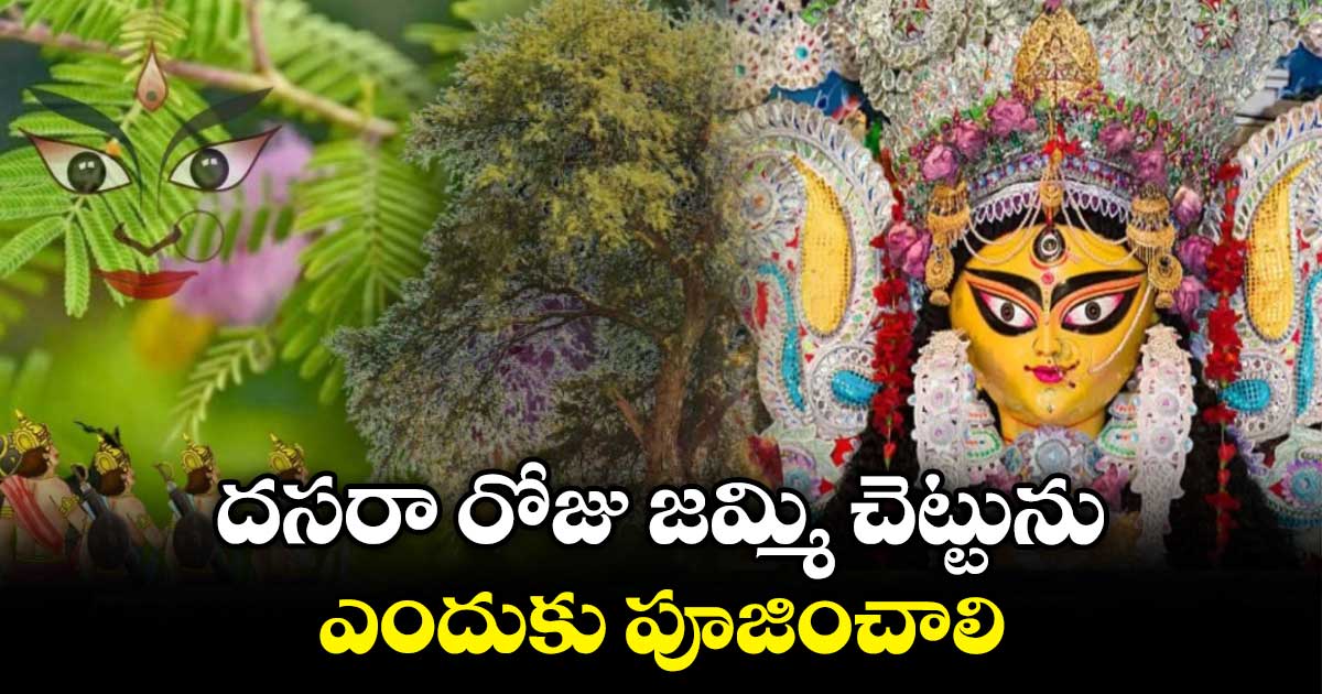 Dasara special 2024: దసరా రోజు జమ్మి చెట్టును ఎందుకు పూజించాలి..