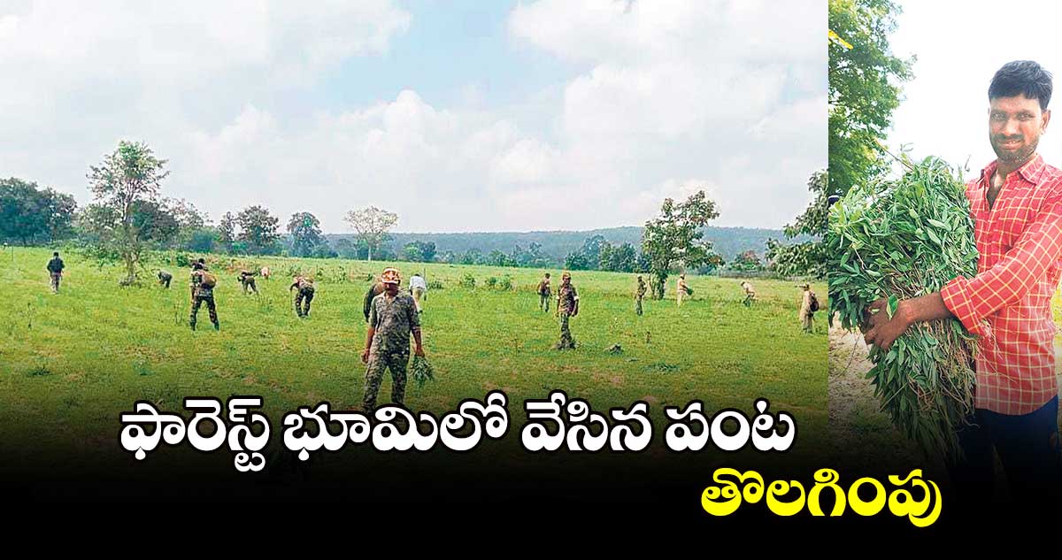 ఫారెస్ట్ భూమిలో వేసిన పంట తొలగింపు