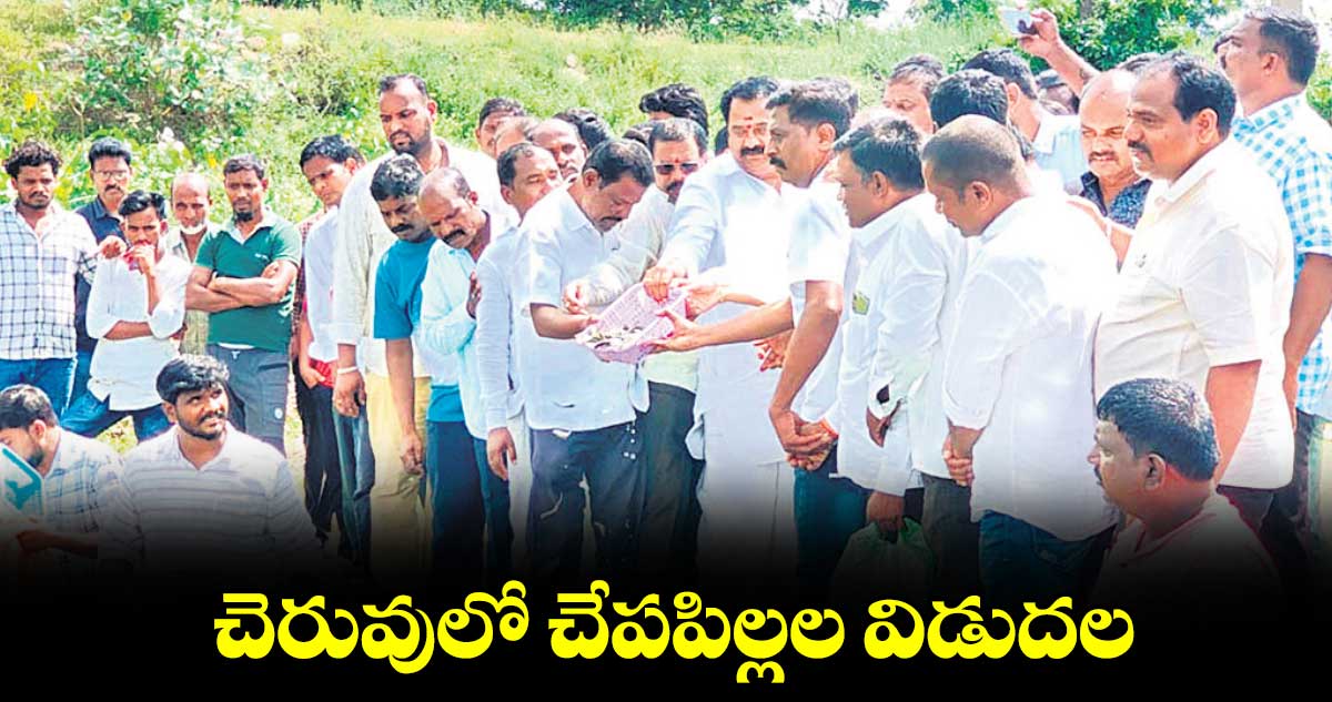 చెరువులో చేపపిల్లల విడుదల