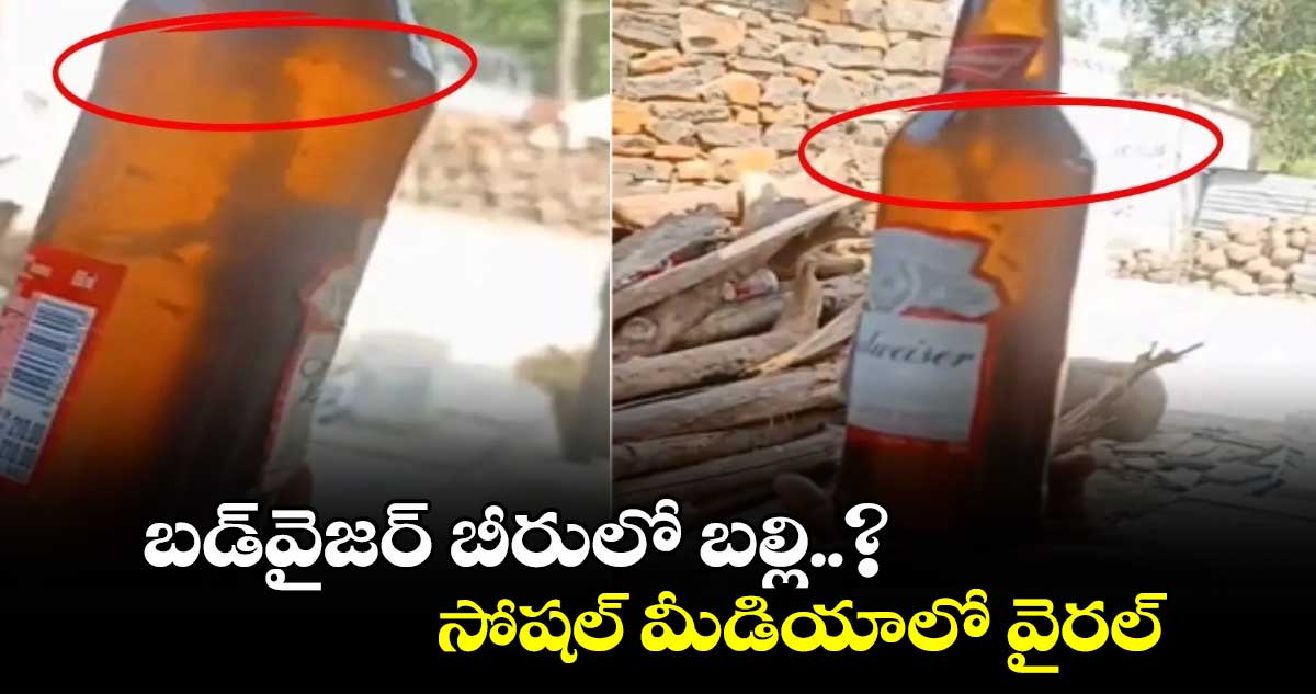 బడ్⁭వైజర్ బీరులో బల్లి..? : సోషల్ మీడియాలో వైరల్