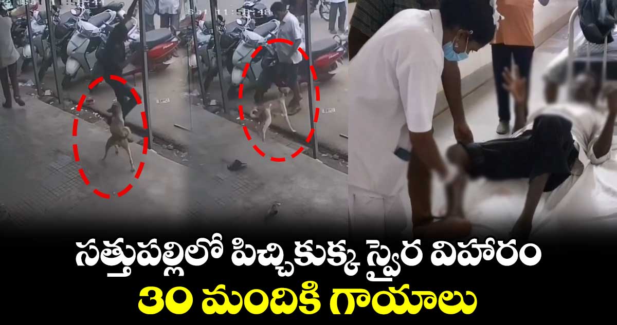 సత్తుపల్లిలో పిచ్చికుక్క స్వైర విహారం.. 30 మందికి గాయాలు