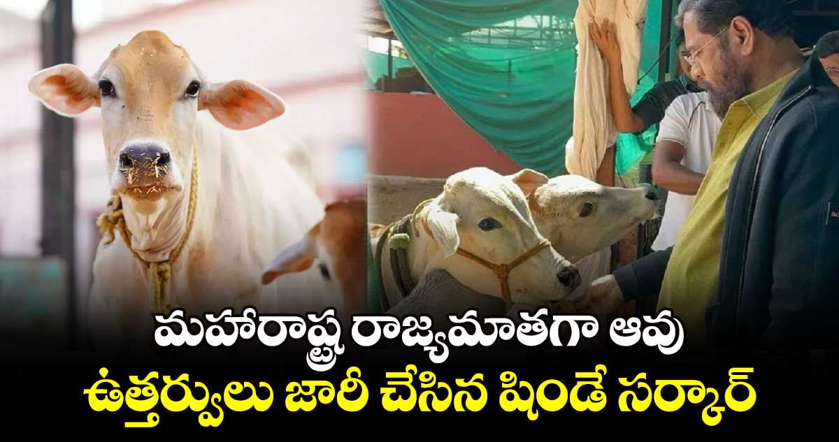 మహారాష్ట్ర రాజ్యమాతగా ఆవు ఉత్తర్వులు జారీ చేసిన షిండే సర్కార్