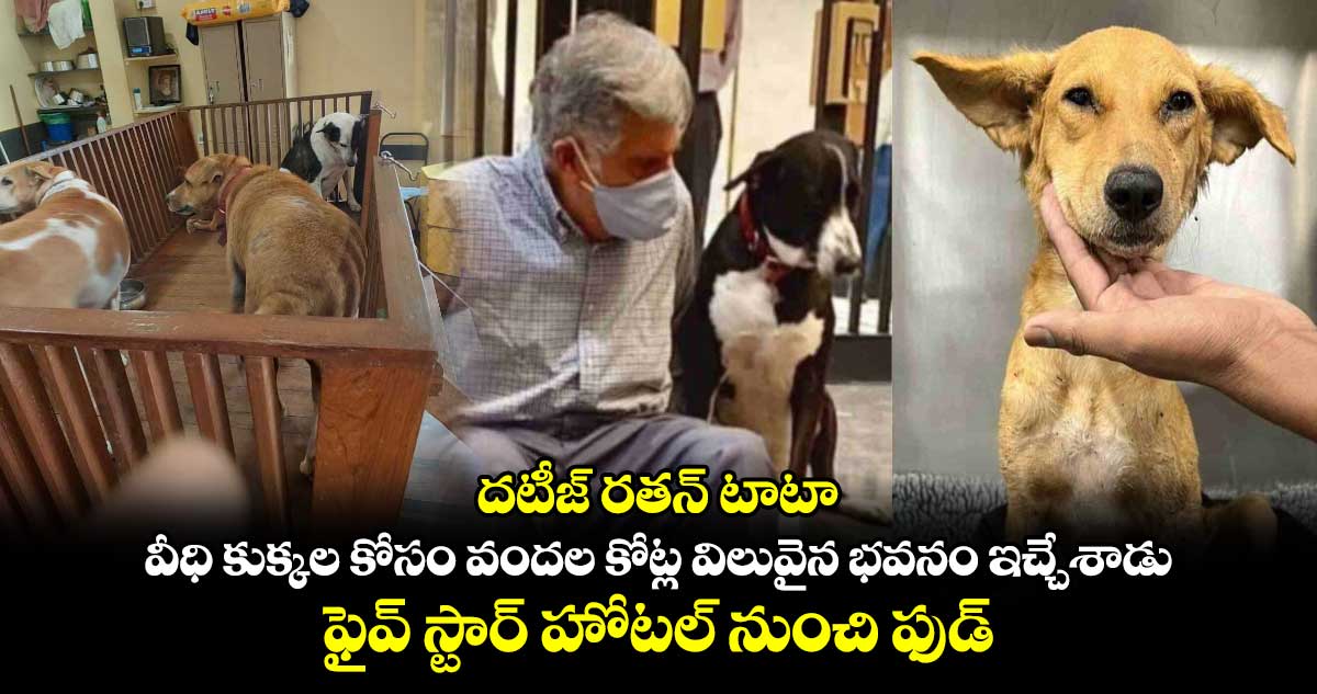 దటీజ్ రతన్ టాటా : వీధి కుక్కల కోసం వందల కోట్ల విలువైన భవనం ఇచ్చేశాడు.. ఫైవ్ స్టార్ హోటల్ నుంచి ఫుడ్ కూడా..!