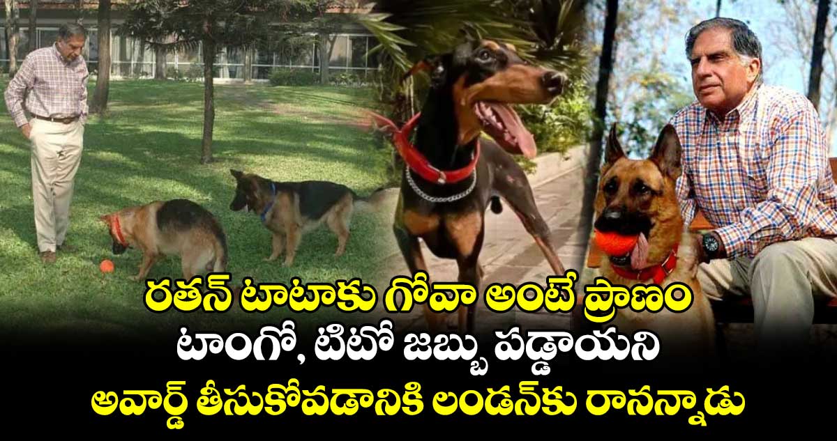 Ratan Tata dogs : రతన్ టాటాకు గోవా అంటే ప్రాణం : టాంగో, టిటో జబ్బు పడ్డాయని.. అవార్డ్ తీసుకోవడానికి లండన్‌కు రానన్నాడు