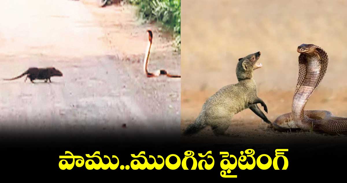 పాము..ముంగిస ఫైటింగ్