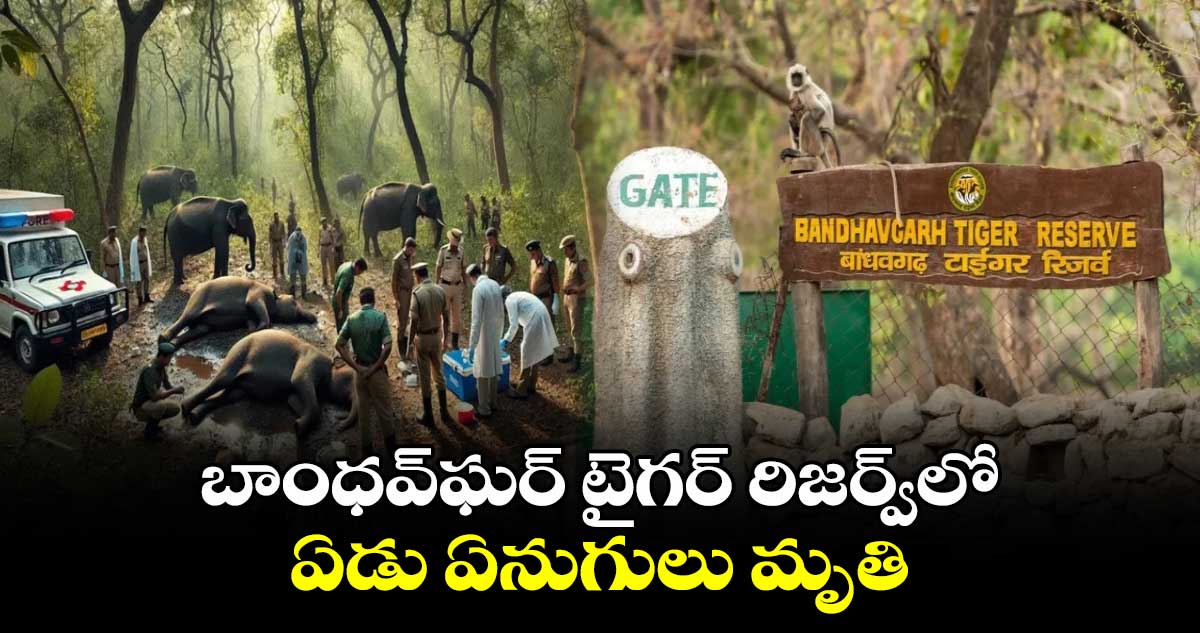  బాంధవ్‌ఘర్ టైగర్ రిజర్వ్‌లో ఏడు ఏనుగులు మృతి