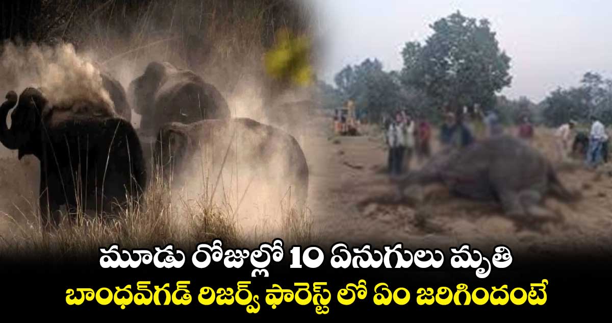 మూడు రోజుల్లో 10 ఏనుగులు మృతి.. బాంధవ్⁬గడ్ రిజర్వ్ ఫారెస్ట్⁬ లో ఏం జరిగిందంటే..