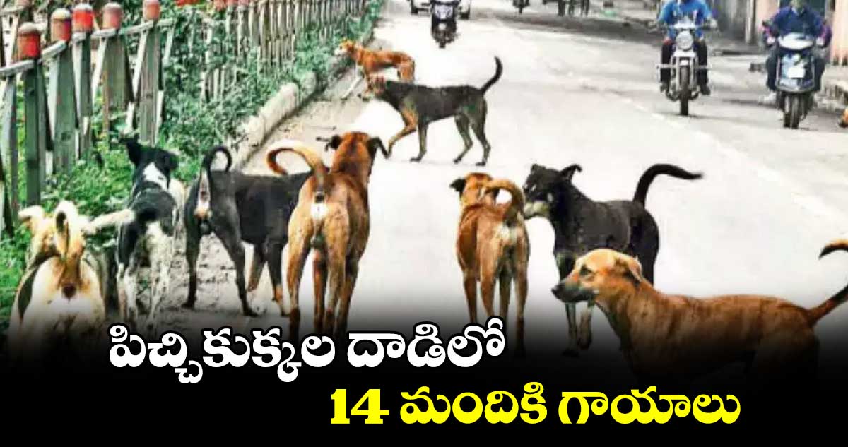 ఎల్లారెడ్డిపేట : పిచ్చికుక్కల దాడిలో 14 మందికి గాయాలు 