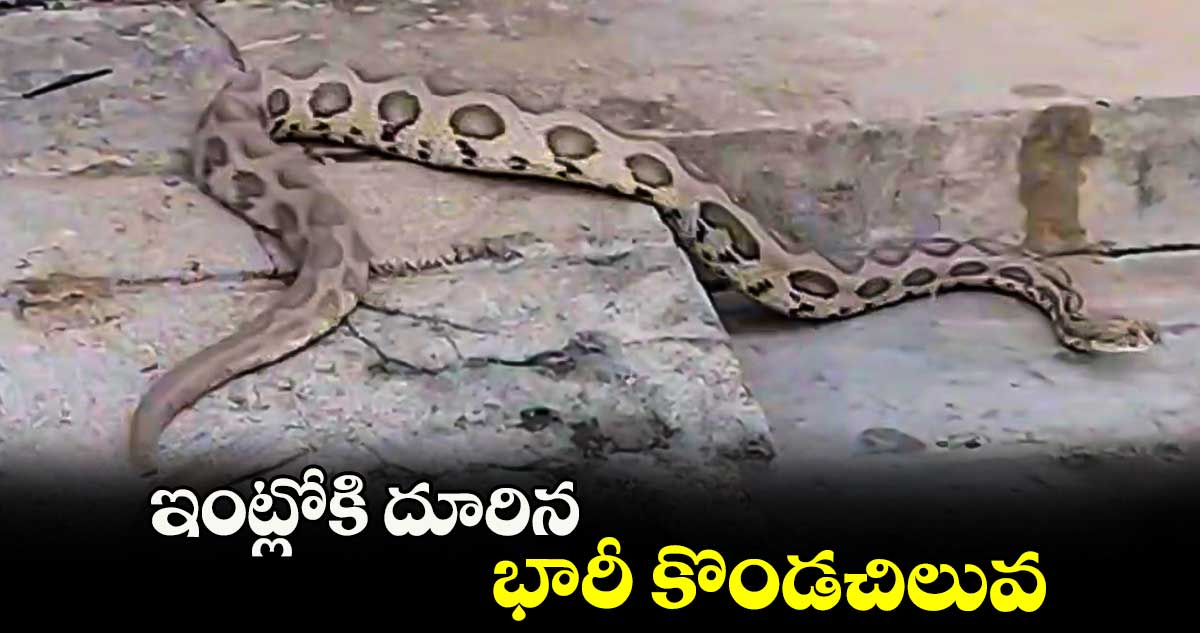 ఇంట్లోకి దూరిన భారీ కొండచిలువ (Video)