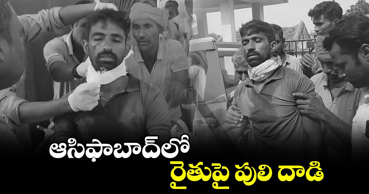 ఆసిఫాబాద్‌లో రైతుపై పులి దాడి..