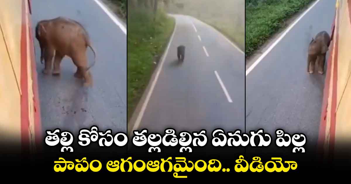 Viral Video: తల్లి కోసం తల్లడిల్లిన ఏనుగు పిల్ల.. పాపం ఆగంఆగమైంది.. వీడియో..